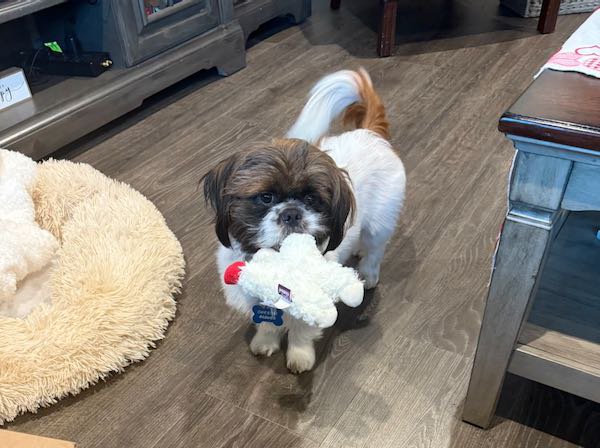 A small brown and white dog carrying a stuffed toy across a wooden floor at home.