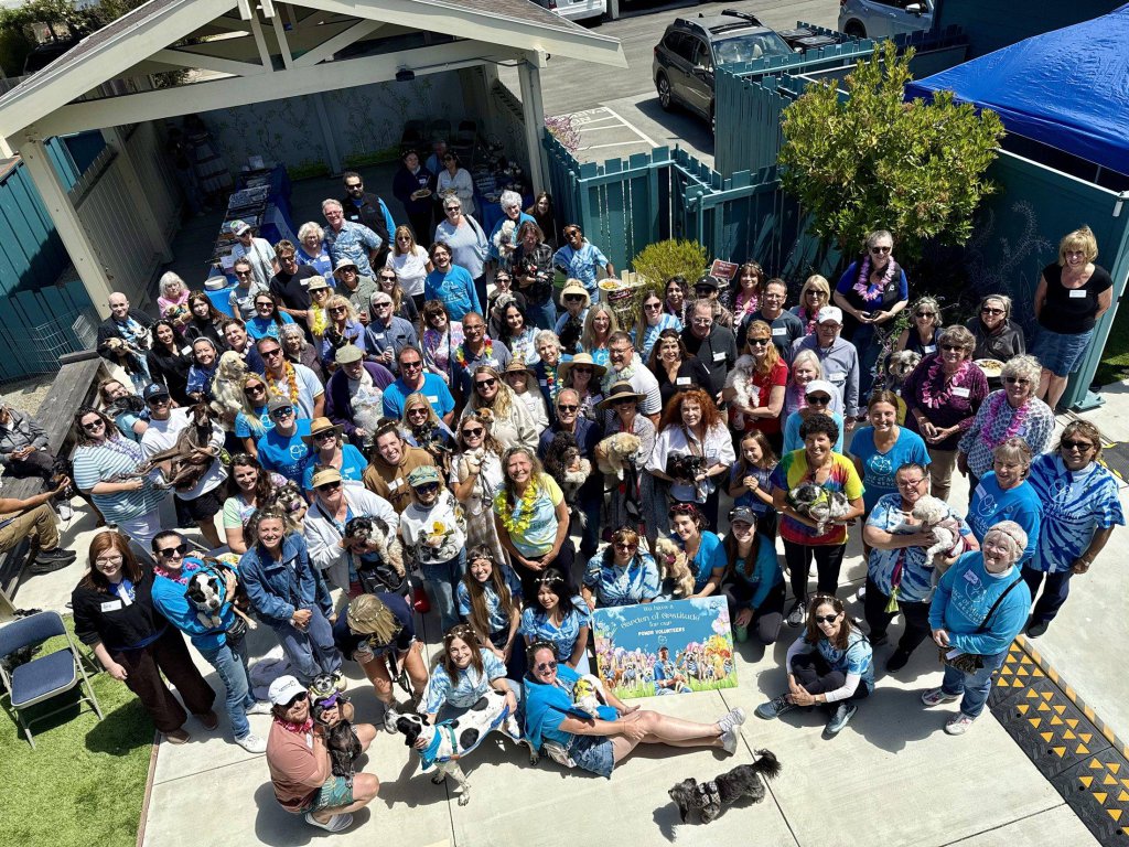 A large group of volunteers in blue Peace of Mind Dog Rescue shirts gathered with their dogs, seen from above.