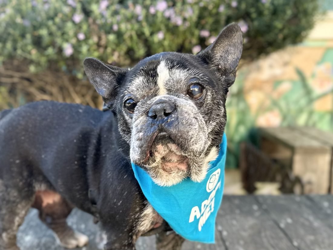 A gray-muzzled senior dog resting at home.